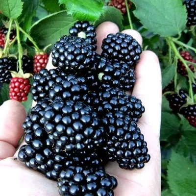 Ежевика ПОЛАР бесшипная — описание сорта Ежевика ПОЛАР бесшипная в Москве