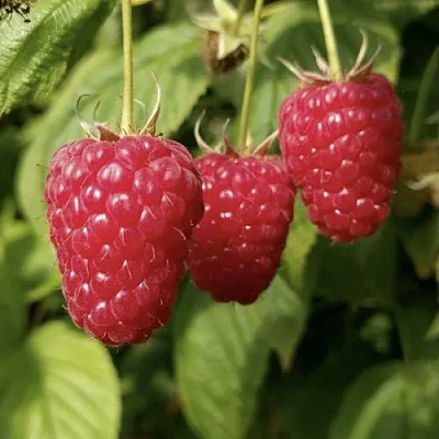 Малина МАПЕМА   Малина МАПЕМА  в Москве