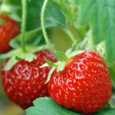 Клубника КОРОНА в Москве