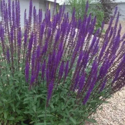 Шалфей КАРАДОНА — описание сорта Шалфей КАРАДОНА в Москве