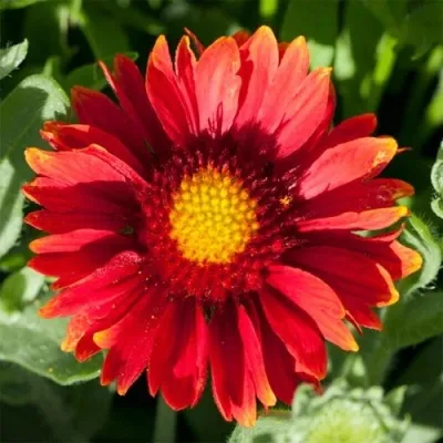 Гайлардия АРИЗОНА РЕД ШЕЙДС в Москве