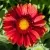 Гайлардия АРИЗОНА РЕД ШЕЙДС в Москве