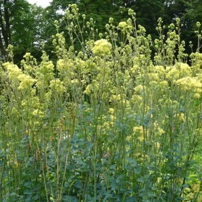 Василистник ГЛАУКУМ желтый — описание сорта Василистник ГЛАУКУМ желтый в Москве