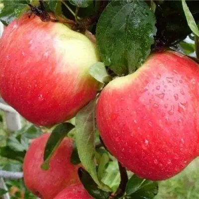 Яблоня ЖЕНЕВА (ЖЕНЕВА ЭРЛИ) — описание сорта Яблоня ЖЕНЕВА (ЖЕНЕВА ЭРЛИ) в Москве