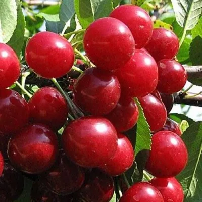 Вишня ГЛУБОКСКАЯ — описание сорта Вишня ГЛУБОКСКАЯ в Москве