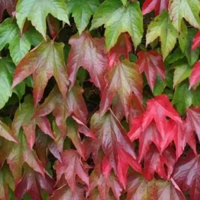 Девичий виноград тройчатый ВИЧИ — описание сорта Девичий виноград тройчатый ВИЧИ в Москве