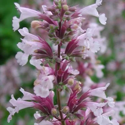 Котовник ДАУН ТУ ДАСК фассена в Москве