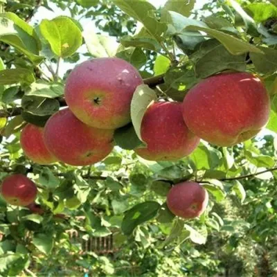 Яблоня ОРЛИК в Москве