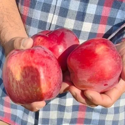 Яблоня ПАМЯТЬ КОВАЛЕНКО в Москве