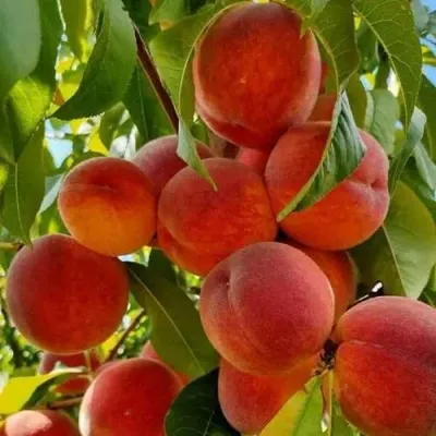 Персик ПОСОЛ МИРА — описание сорта Персик ПОСОЛ МИРА в Москве