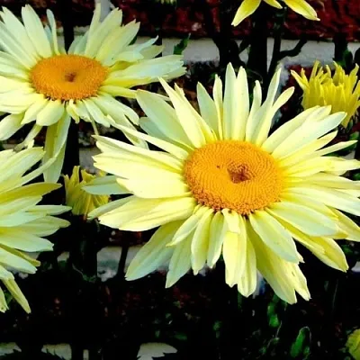 Нивяник БРОДВЕЙ ЛАЙТС великолепный  Нивяник БРОДВЕЙ ЛАЙТС великолепный в Москве