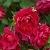 Саженцы роз КВАДРА плетистая в Москве