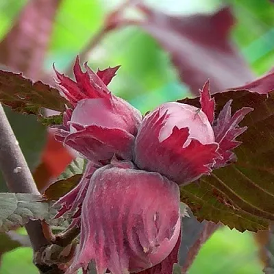 Фундук КАРДИНАЛ  Фундук КАРДИНАЛ в Москве