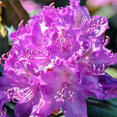 Рододендрон АЛЬФРЕД в Москве