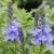 Вероника РОЯЛ БЛЮ большая — описание сорта Вероника РОЯЛ БЛЮ большая в Москве