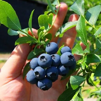 Голубика НОРТ КАНТРИ — описание сорта Голубика НОРТ КАНТРИ в Москве