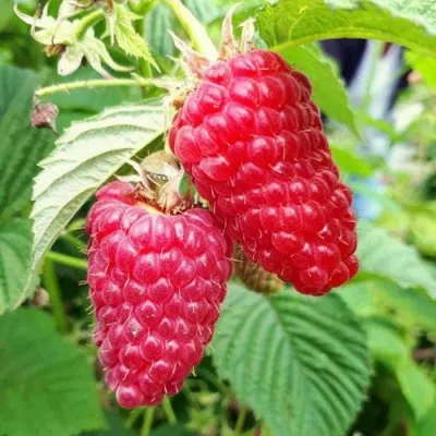 Малина ПШЕХИБА в Москве