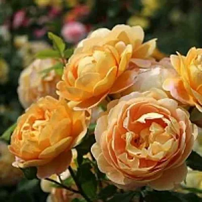 Саженцы роз ГОЛДЕН СЕЛЕБРЕЙШЕН английская  Саженцы роз ГОЛДЕН СЕЛЕБРЕЙШЕН английская в Москве