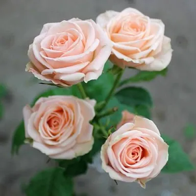 Саженцы роз ЯНА спрей  Саженцы роз ЯНА спрей в Москве