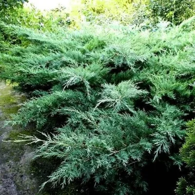 Можжевельник ПФИТЦЕРИАНА ГЛАУКА средний в Москве