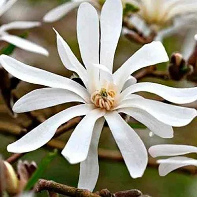 Магнолия СТЕЛЛАТА в Москве