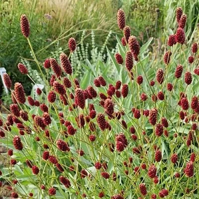 Кровохлебка БИТЛВИНГЗ в Москве