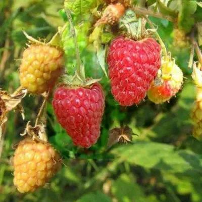 Малина РАДЗИЕВА в Москве