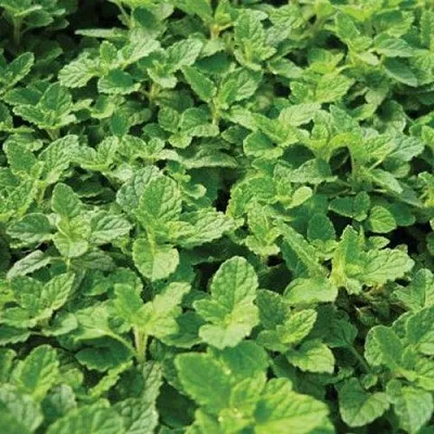саженцы мяты саженцы мяты