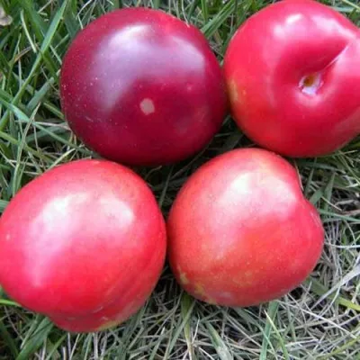 Плумкот БИРИКОККОЛО НОСТРАНО — описание сорта Плумкот БИРИКОККОЛО НОСТРАНО в Москве