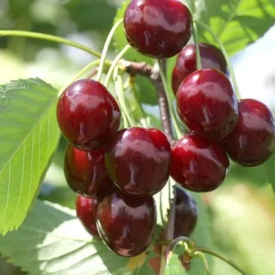 Черешня ОВСТУЖЕНКА в Москве