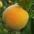 Персик ДОНЕЦКИЙ ЖЕЛТЫЙ — описание сорта Персик ДОНЕЦКИЙ ЖЕЛТЫЙ в Москве