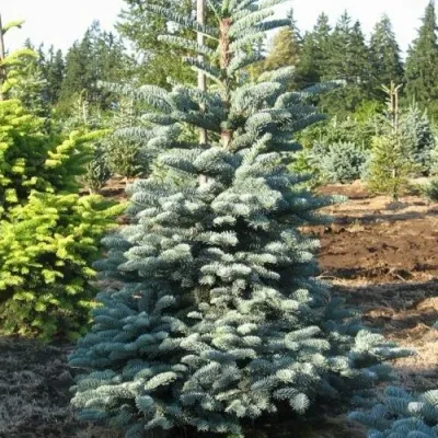 Пихта благородная в Москве