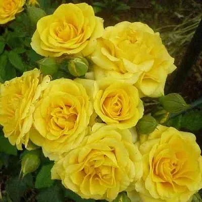 Саженцы роз ЕЛЛОУ БЭЙБИ спрей в Москве