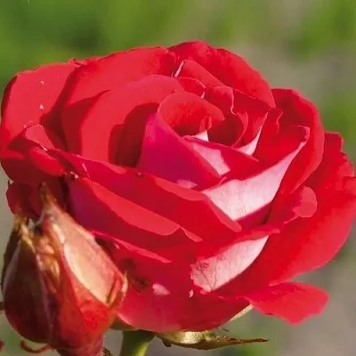 Саженцы роз ШОНЕ КОБЛЕНЦЕРИН флорибунда в Москве