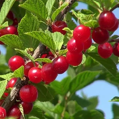 Вишня ЦАРЕВНА войлочная  Вишня ЦАРЕВНА войлочная в Москве