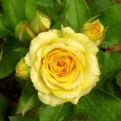 Саженцы роз САН СИТИ спрей в Москве