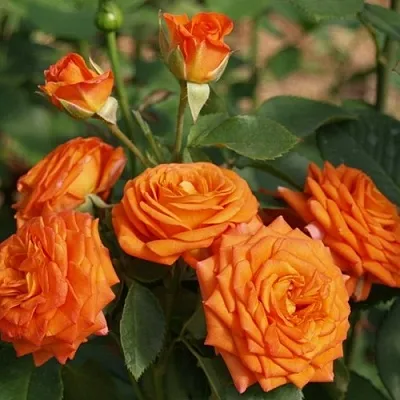 Саженцы роз БЕЙБ спрей в Москве