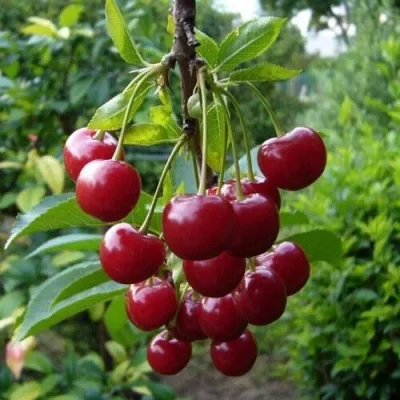 Вишня ВОЛОЧАЕВКА — описание сорта Вишня ВОЛОЧАЕВКА в Москве