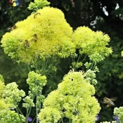 Василистник ГЛАУКУМ желтый — описание сорта Василистник ГЛАУКУМ желтый в Москве