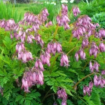 Дицентра изящная — описание сорта Дицентра изящная в Москве