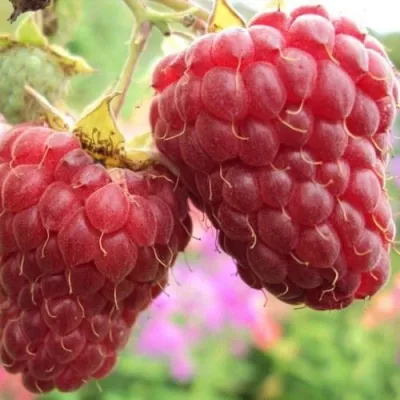 Малина МАРОСЕЙКА в Москве