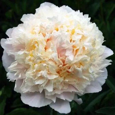 Пион ЧЕДДЕР ЧИЗ травянистый в Москве