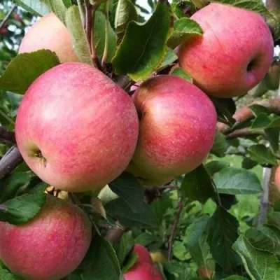 Яблоня ТЕРЕМОК — описание сорта Яблоня ТЕРЕМОК в Москве