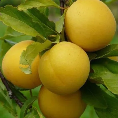 Слива СОЛНЫШКО — описание сорта Слива СОЛНЫШКО в Москве