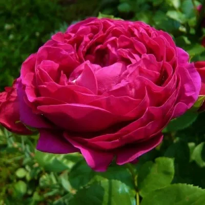 Саженцы роз АСКОТ чайно-гибридная в Москве