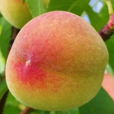 Персик ВЕТЕРАН — описание сорта Персик ВЕТЕРАН в Москве