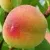 Персик ВЕТЕРАН — описание сорта Персик ВЕТЕРАН в Москве