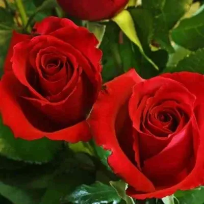 Саженцы роз РЕД КУИН чайно-гибридная в Москве