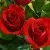 Саженцы роз РЕД КУИН чайно-гибридная в Москве
