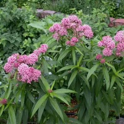 Ваточник МЯСО-КРАСНЫЙ — описание сорта Ваточник МЯСО-КРАСНЫЙ в Москве